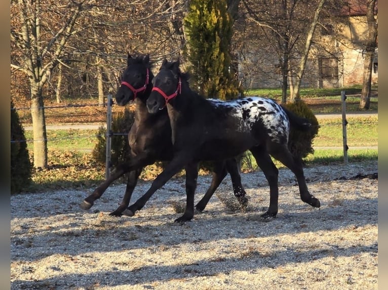 Konie fryzyjskie Ogier Źrebak (05/2025) Tarantowata in Ptuj