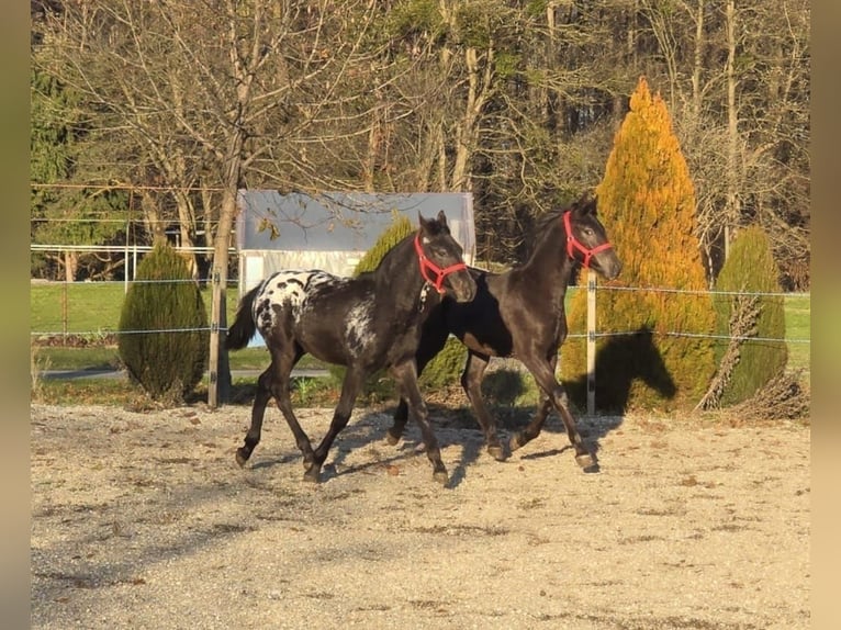 Konie fryzyjskie Ogier Źrebak (05/2025) Tarantowata in Ptuj