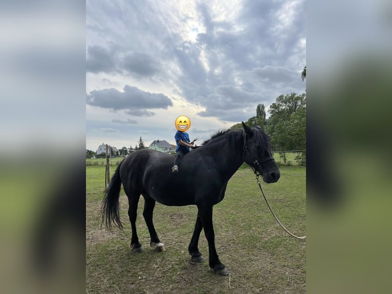 Konie fryzyjskie Mix Wałach 10 lat 152 cm Kara in Riesa