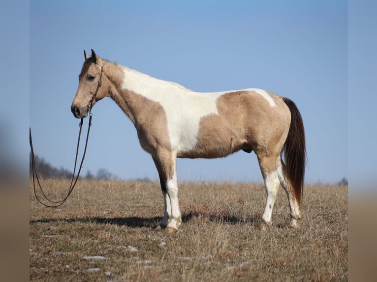 Konie fryzyjskie Wałach 10 lat 160 cm Tobiano wszelkich maści in Brodhead