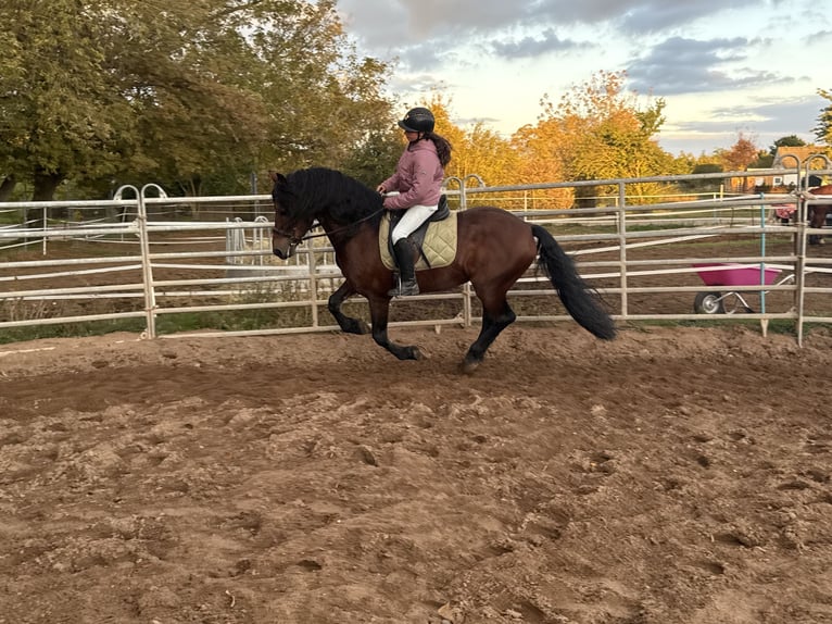 Konie fryzyjskie Mix Wałach 11 lat 155 cm Gniada in Freyburg