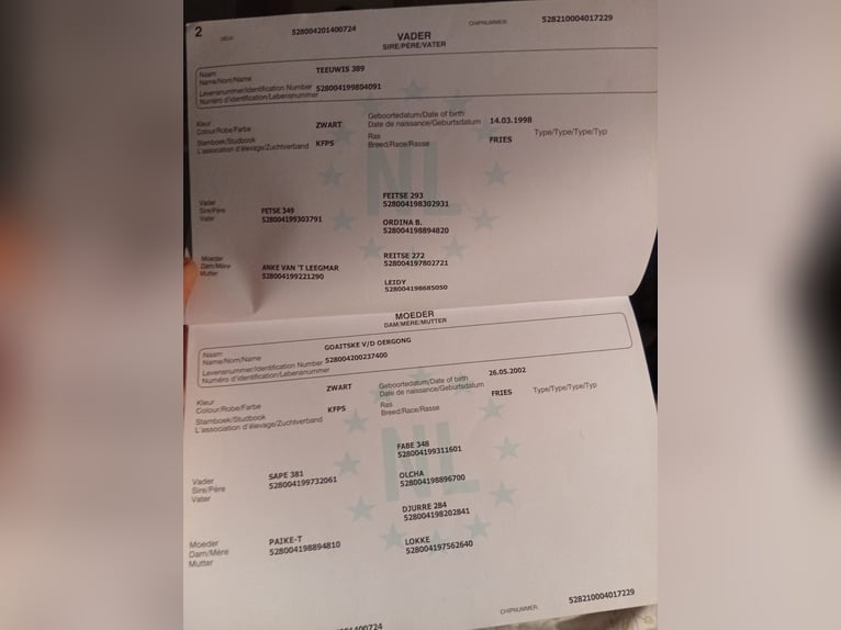 Konie fryzyjskie Wałach 11 lat 162 cm Kara in Isny im Allg&#xE4;u
