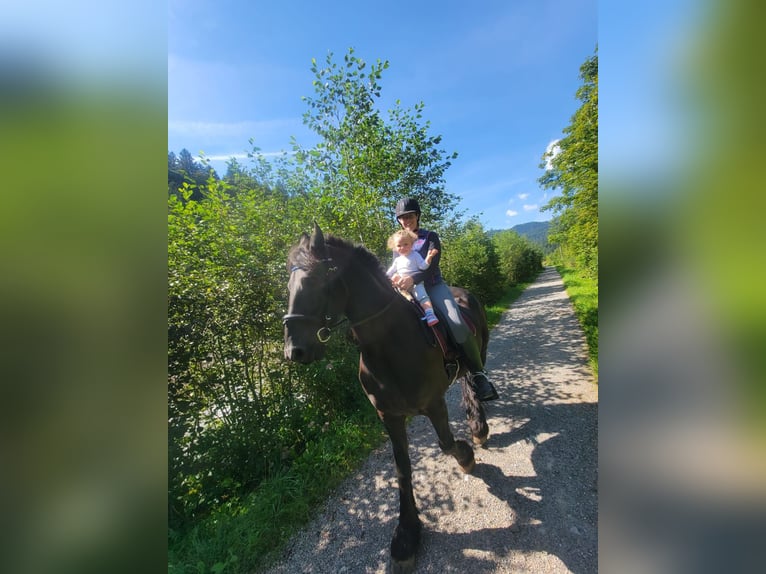 Konie fryzyjskie Wałach 11 lat 162 cm Kara in Oberstdorf