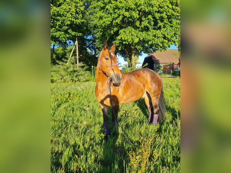 Konie fryzyjskie Mix Wałach 11 lat 165 cm Gniada in Papenburg