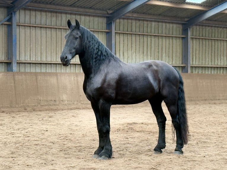 Konie fryzyjskie Wałach 11 lat 170 cm Kara in Ureterp