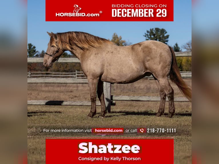 Konie fryzyjskie Mix Wałach 12 lat 152 cm Szampańska in Nevis