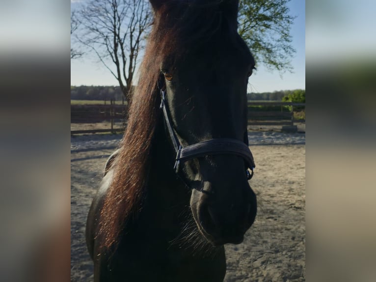 Konie fryzyjskie Wałach 12 lat 164 cm  in Straelen