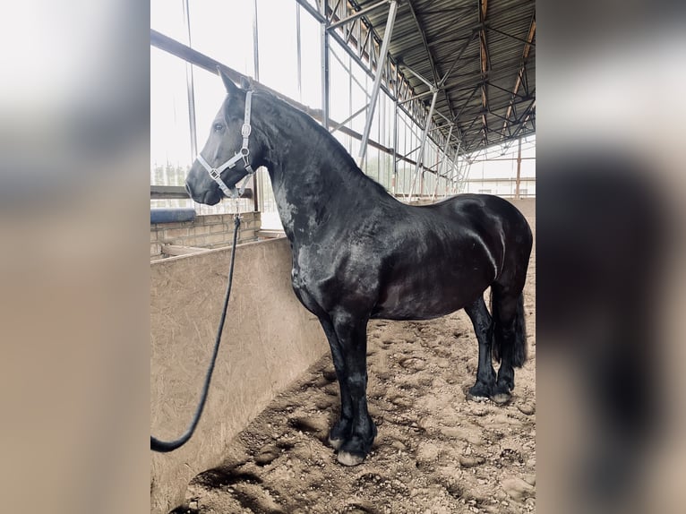 Konie fryzyjskie Wałach 13 lat 167 cm Kara in Trebbin