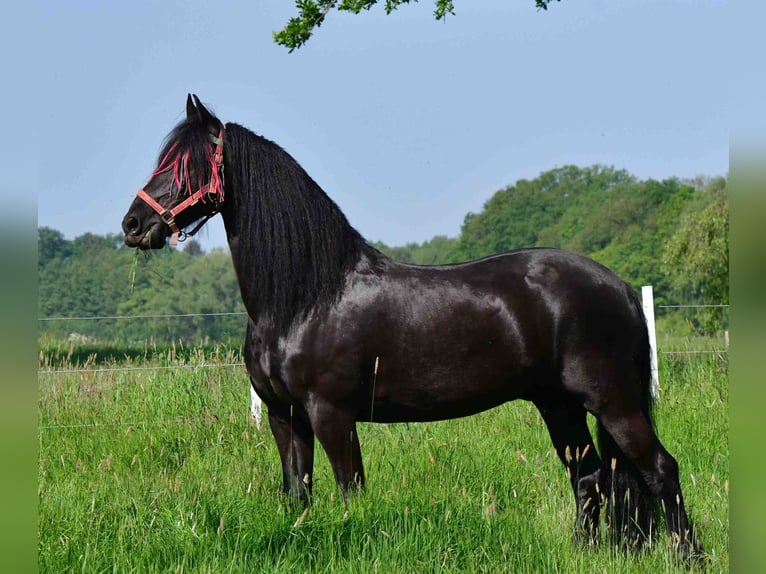 Konie fryzyjskie Wałach 14 lat 164 cm Kara in Rheda-Wiedenbrück