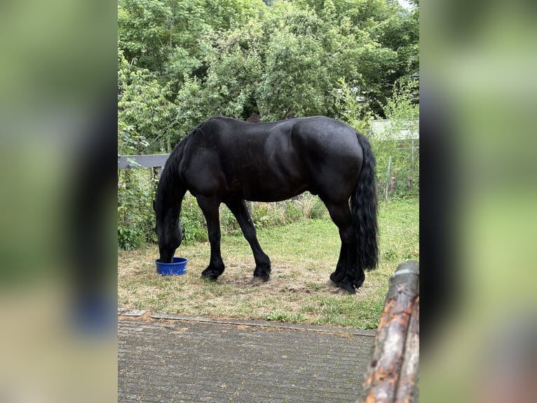 Konie fryzyjskie Wałach 14 lat 168 cm Kara in Laubach