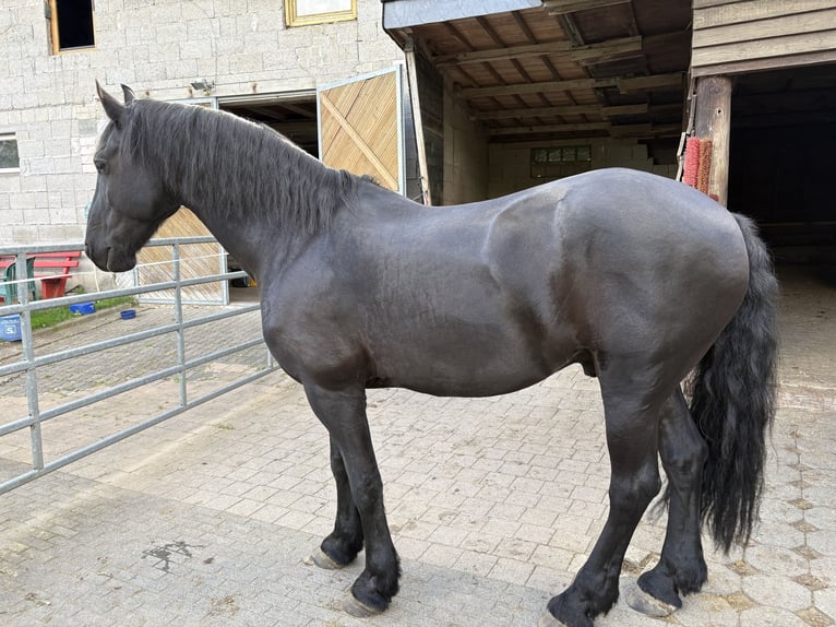 Konie fryzyjskie Wałach 14 lat 168 cm Kara in Laubach