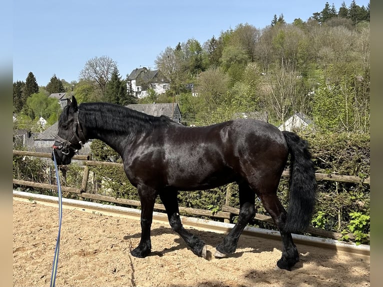 Konie fryzyjskie Wałach 14 lat 168 cm Kara in Laubach