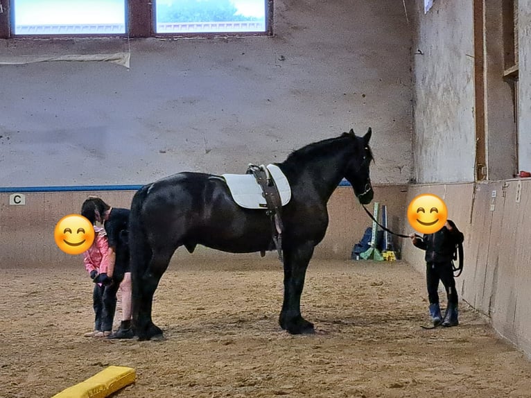 Konie fryzyjskie Wałach 15 lat 158 cm Kara in Hohenfelden