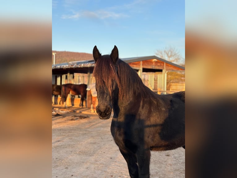 Konie fryzyjskie Wałach 15 lat 158 cm Kara in Hohenfelden