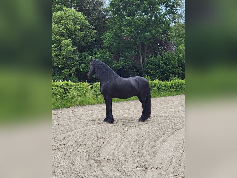 Konie fryzyjskie Wałach 15 lat 162 cm Kara in Barßel