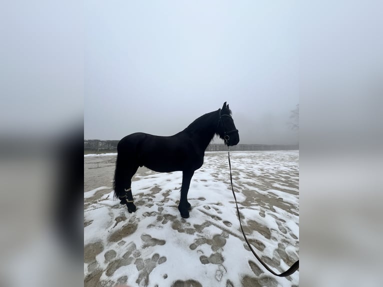 Konie fryzyjskie Wałach 15 lat 168 cm Kara in Maintal