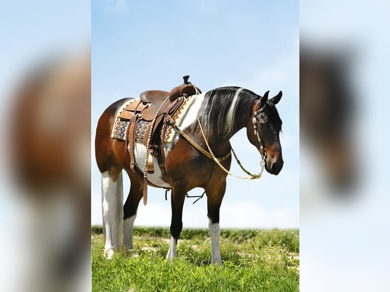 Konie fryzyjskie Wałach 15 lat Tobiano wszelkich maści in Oelwein IA