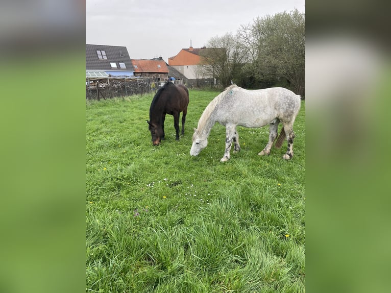 Konie fryzyjskie Mix Wałach 17 lat 165 cm Siwa jabłkowita in BrühlBrühl