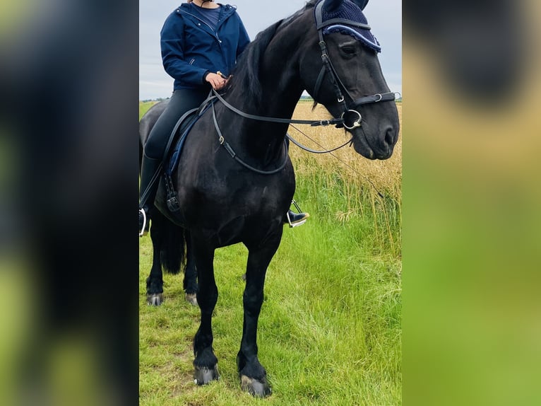 Konie fryzyjskie Wałach 18 lat 165 cm Kara in Wachtberg
