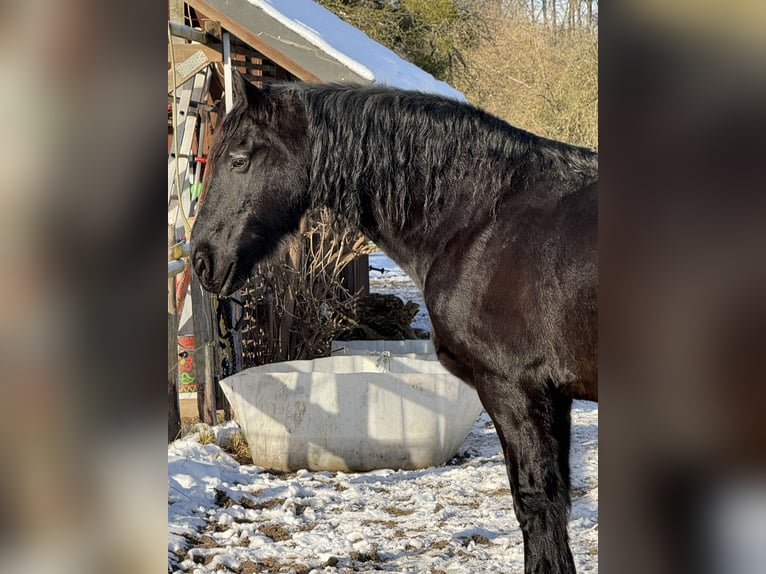 Konie fryzyjskie Wałach 18 lat 165 cm Kara in Wachtberg