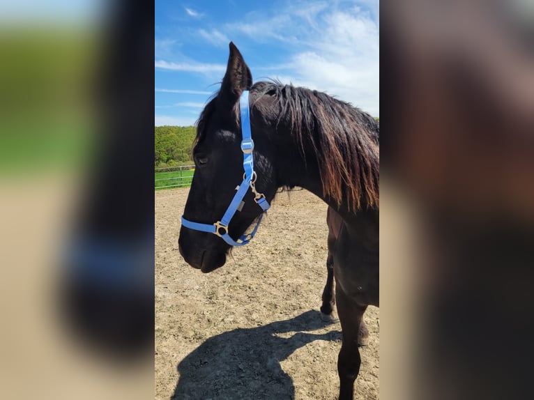 Konie fryzyjskie Wałach 2 lat 165 cm Kara in Unkel