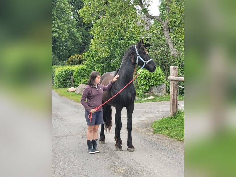 Konie fryzyjskie Wałach 2 lat 170 cm Kara in Unkel