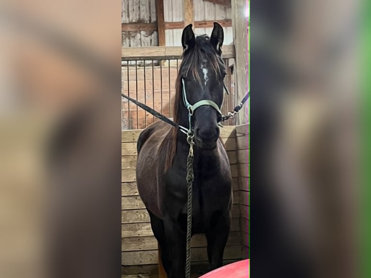 Konie fryzyjskie Wałach 3 lat 157 cm Kara in Conway