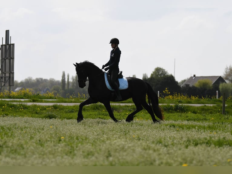 Konie fryzyjskie Wałach 3 lat 164 cm  in Mijnsheerenland