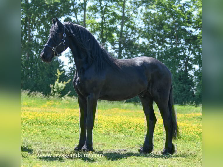 Konie fryzyjskie Wałach 3 lat 165 cm Kara in Mijnsheerenland