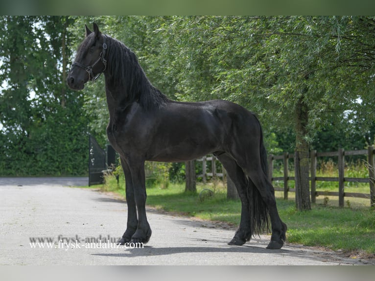 Konie fryzyjskie Wałach 3 lat 165 cm Kara in Mijnsheerenland