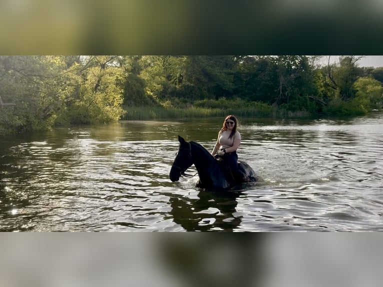 Konie fryzyjskie Wałach 3 lat 168 cm Kara in Gap