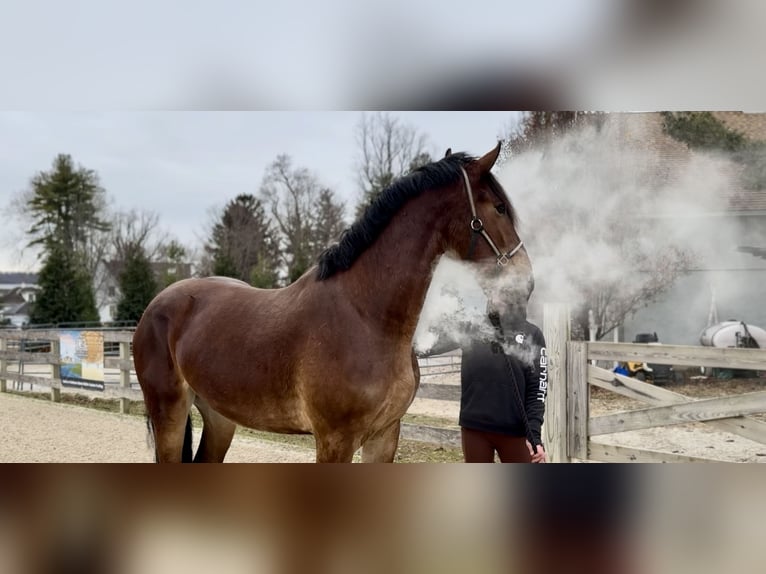 Konie fryzyjskie Mix Wałach 3 lat 170 cm Gniada in Gap