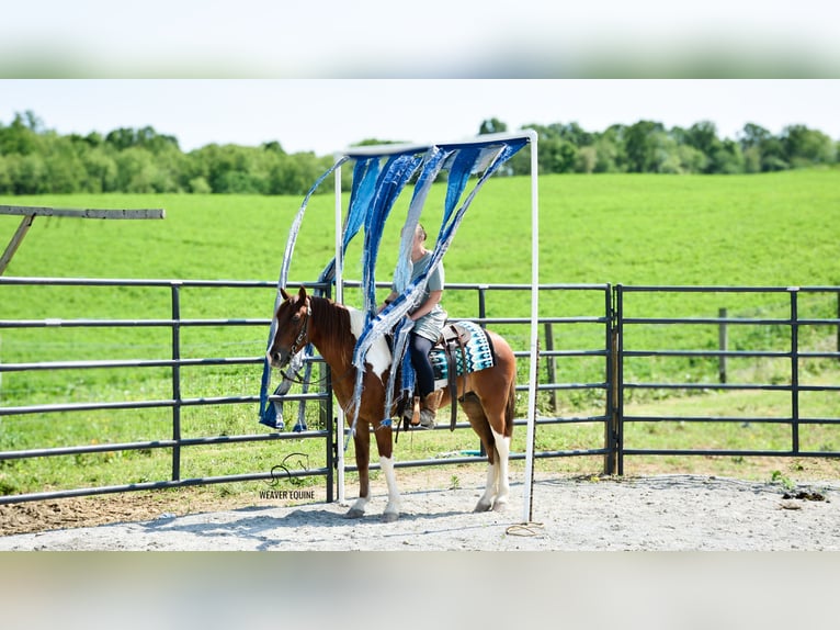 Konie fryzyjskie Mix Wałach 4 lat 142 cm in Fredericksburg, OH