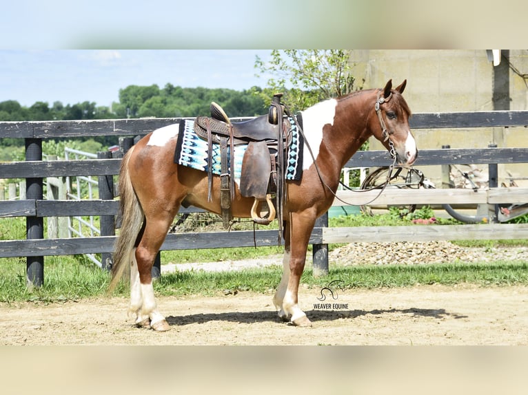 Konie fryzyjskie Mix Wałach 4 lat 142 cm in Fredericksburg, OH