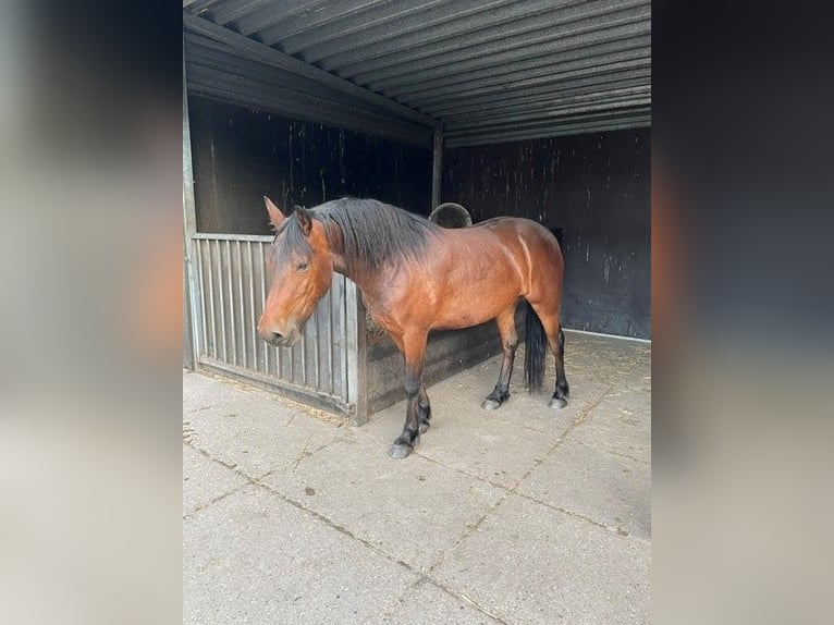 Konie fryzyjskie Mix Wałach 4 lat 152 cm Gniada in Nieuw-Buinen