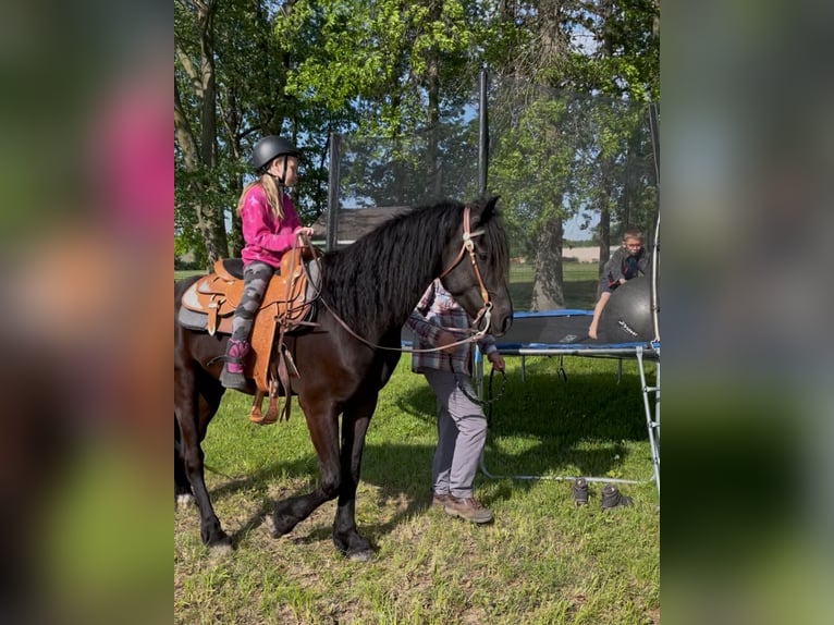 Konie fryzyjskie Mix Wałach 4 lat 155 cm Kara in North Ridgeville, OH