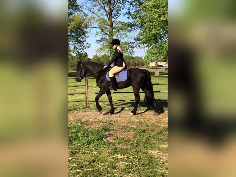 Konie fryzyjskie Mix Wałach 4 lat 155 cm Kara in North Ridgeville, OH