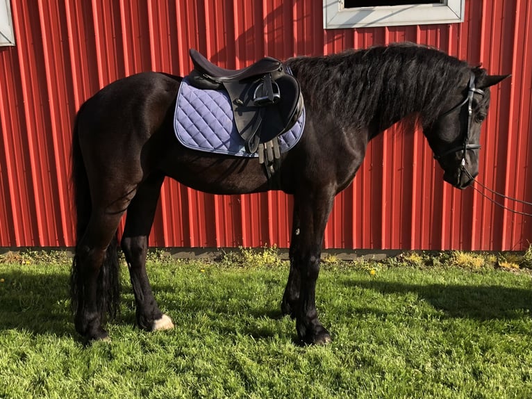 Konie fryzyjskie Mix Wałach 4 lat 155 cm Kara in North Ridgeville, OH