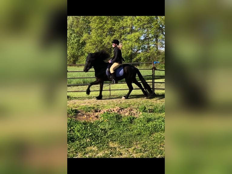 Konie fryzyjskie Mix Wałach 4 lat 155 cm Kara in North Ridgeville, OH
