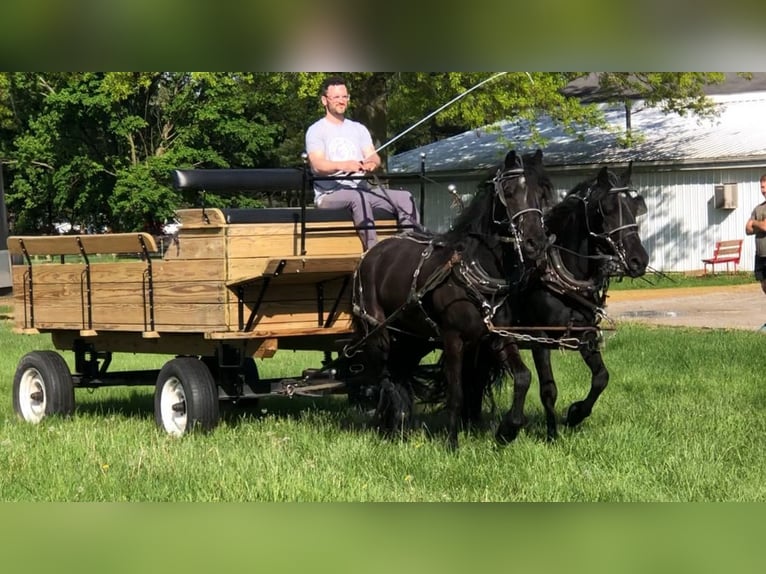Konie fryzyjskie Mix Wałach 4 lat 155 cm Kara in North Ridgeville, OH