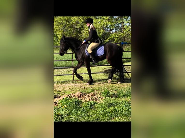 Konie fryzyjskie Mix Wałach 4 lat 155 cm Kara in North Ridgeville, OH