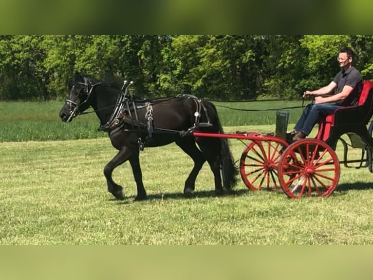 Konie fryzyjskie Mix Wałach 4 lat 155 cm Kara in North Ridgeville, OH