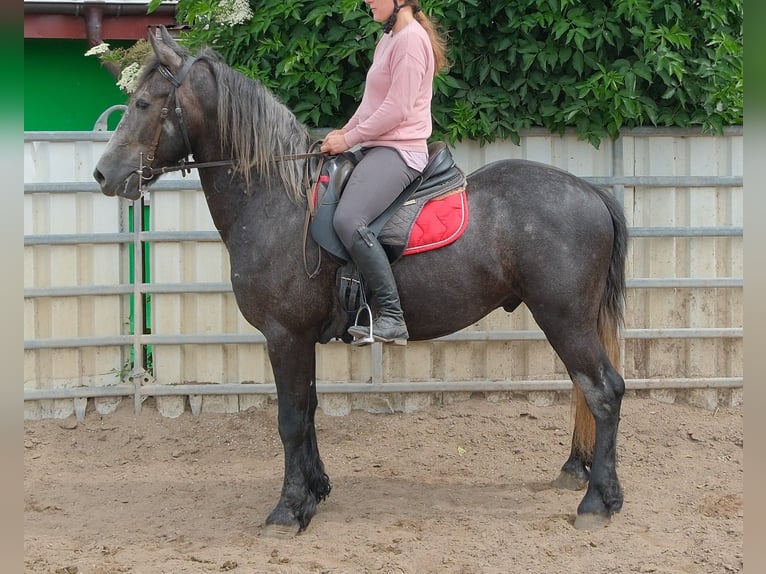 Konie fryzyjskie Mix Wałach 4 lat 155 cm Karosiwa in Rudersdorf
