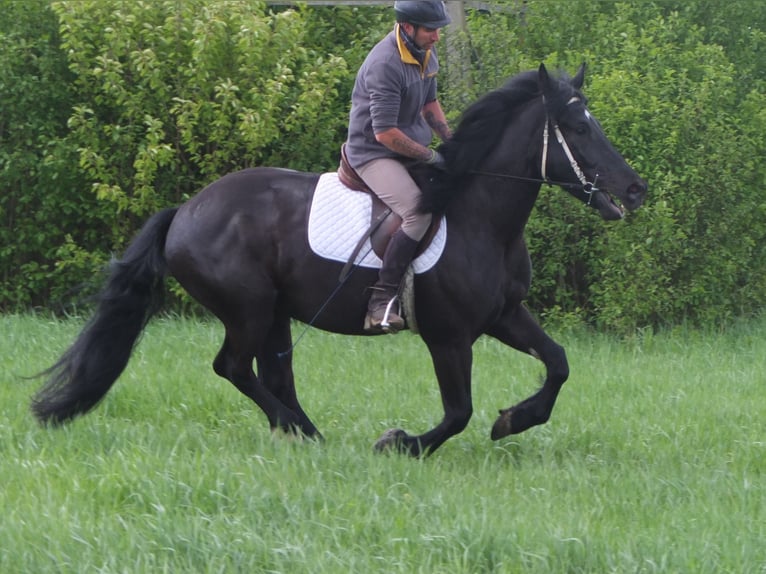Konie fryzyjskie Mix Wałach 4 lat 158 cm Kara in Buttstädt