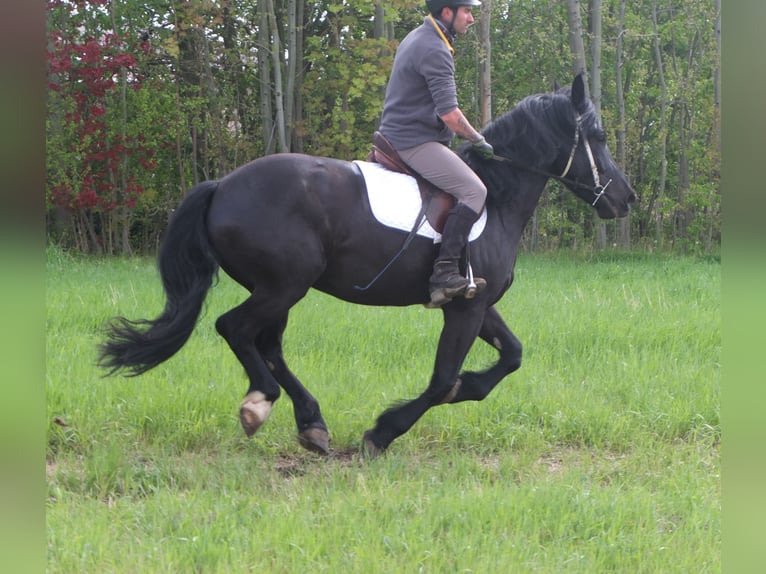 Konie fryzyjskie Mix Wałach 4 lat 158 cm Kara in Buttstädt