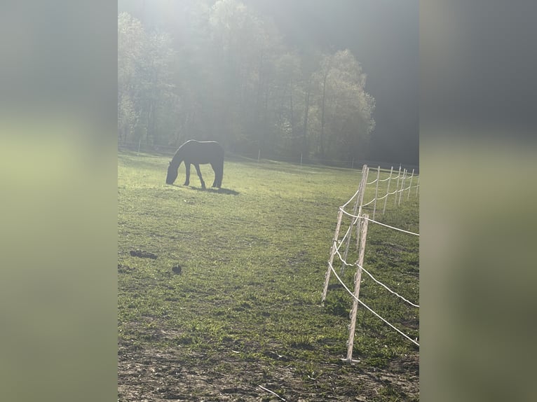 Konie fryzyjskie Mix Wałach 4 lat 170 cm Kara in Rohrbach