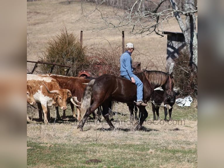 Konie fryzyjskie Wałach 5 lat 152 cm Gniada in Mount Vernon