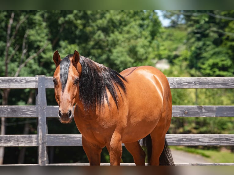 Konie fryzyjskie Mix Wałach 5 lat 152 cm Jelenia in Clover