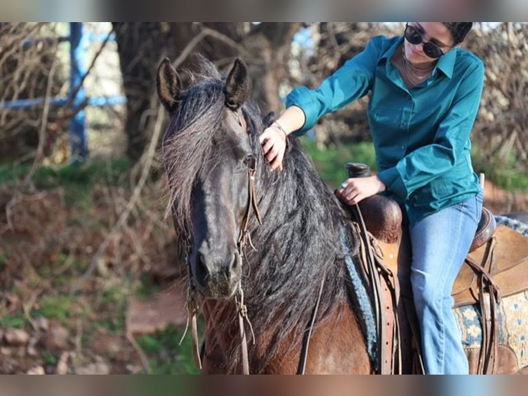 Konie fryzyjskie Mix Wałach 5 lat 152 cm Kara in Ripley