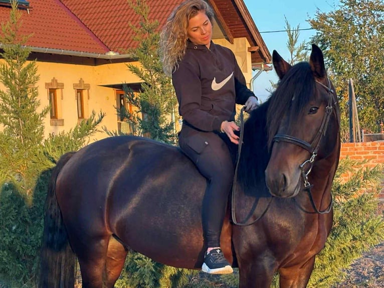 Konie fryzyjskie Mix Wałach 5 lat 153 cm in Szarvas